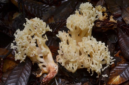 Ramaria rubiginosa — photo