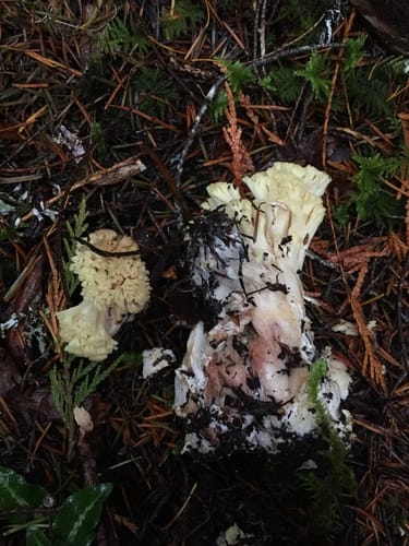 Ramaria rubiginosa — photo