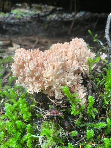 Ramaria rubrievanescens — photo