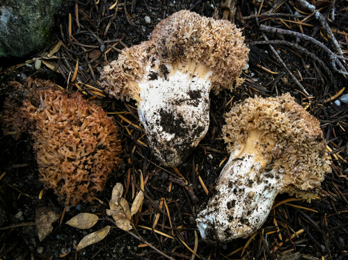 Ramaria rubrievanescens