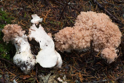 Ramaria rubrievanescens — photo