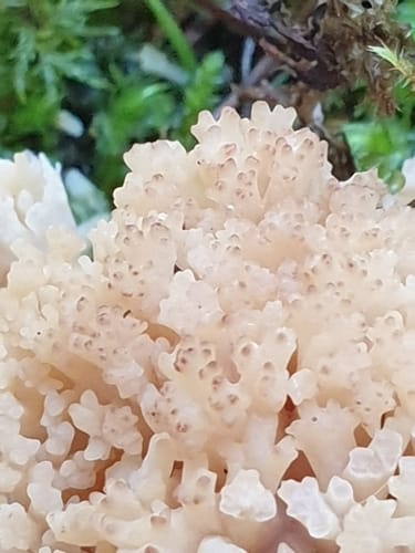 Ramaria rufescens — photo
