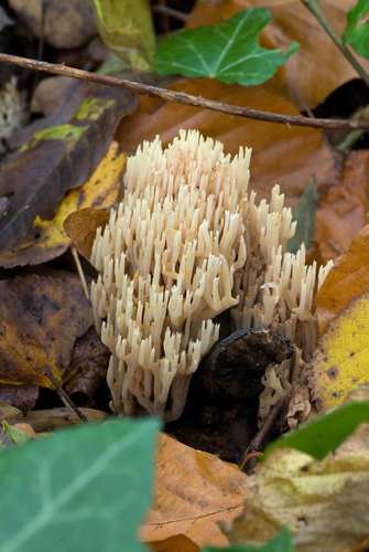 Ramaria stricta (Upright coral fungus) — photo