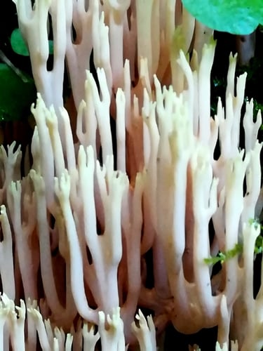 Ramaria stricta (Upright coral fungus) — photo