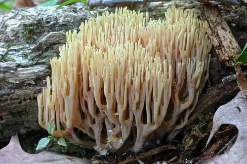 Ramaria stricta