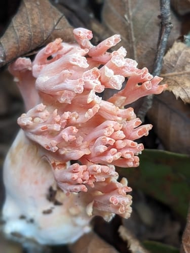 Ramaria subbotrytis — photo