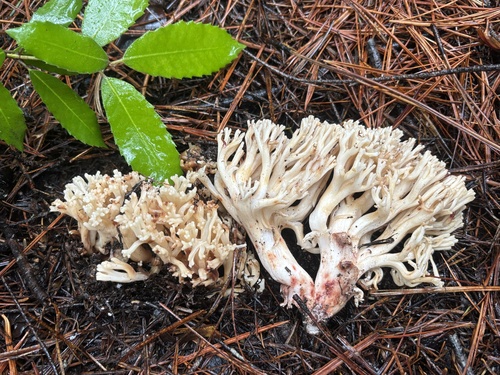 Ramaria vinosimaculans — photo