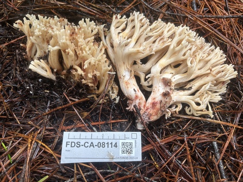 Ramaria vinosimaculans