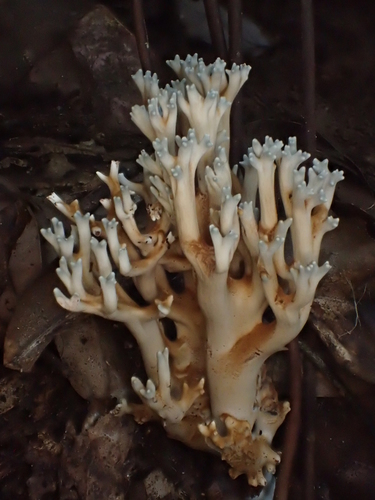 Ramaria zippelii — photo
