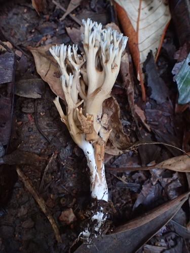 Ramaria zippelii — photo