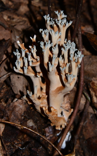 Ramaria zippelii