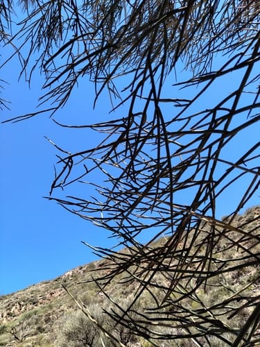 Ramorinoa girolae (Chuca) — photo