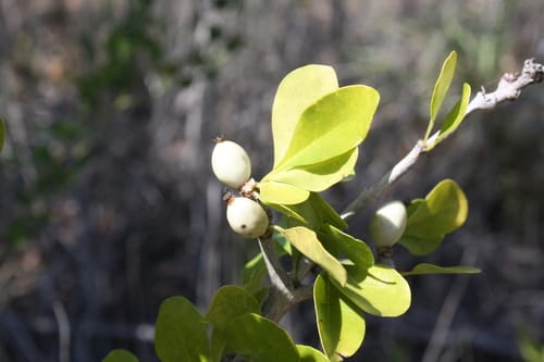 Randia aculeata (Inkberry randia) — photo