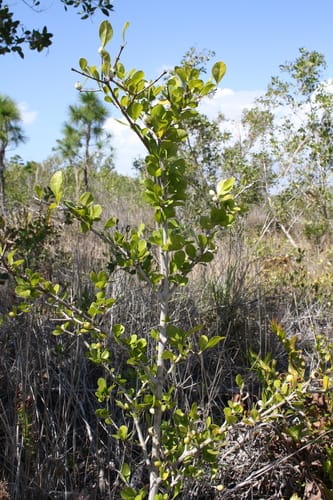 Randia aculeata (Inkberry randia) — photo
