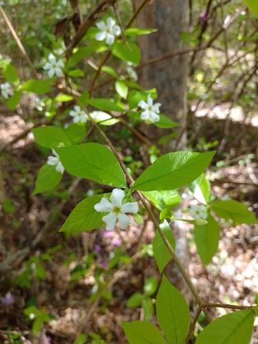 Randia calycina — photo