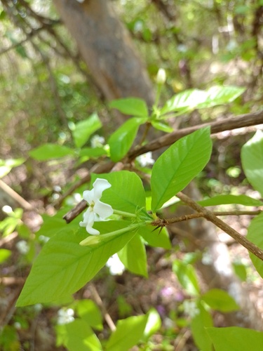 Randia calycina — photo