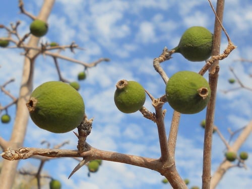 Randia calycina