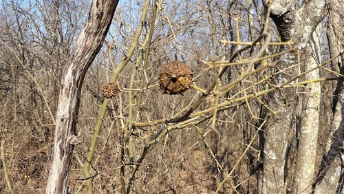 Randia echinocarpa (Pickle fruit randia) — photo