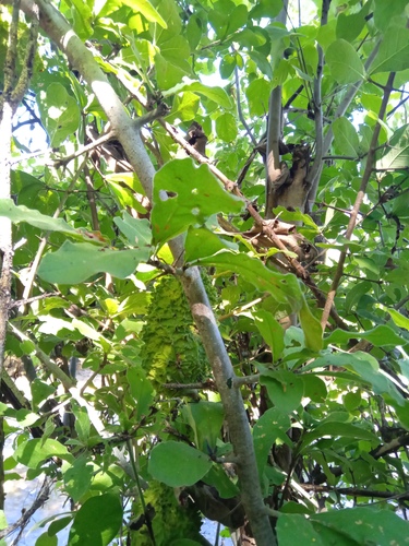 Randia echinocarpa (Pickle fruit randia) — photo