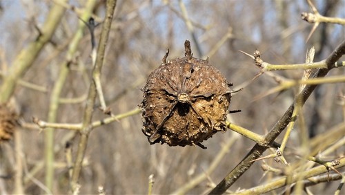 Randia echinocarpa