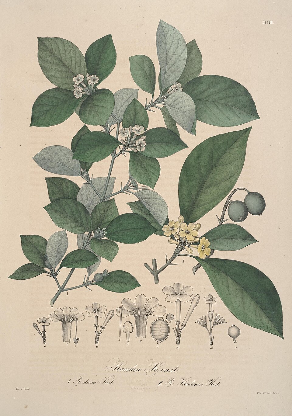 Randia hondensis