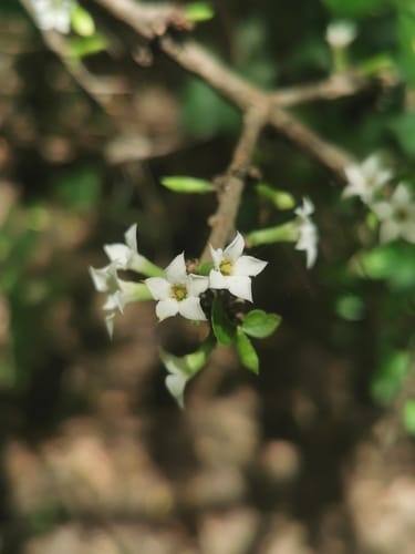 Randia laetevirens — photo