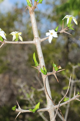 Randia longiloba — photo