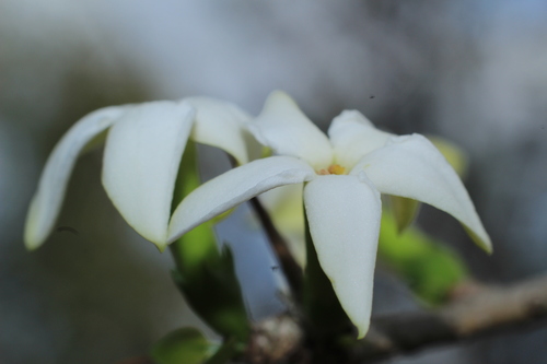 Randia longiloba — photo