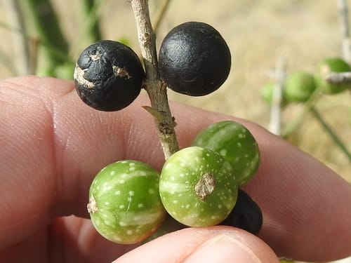 Randia obcordata — photo