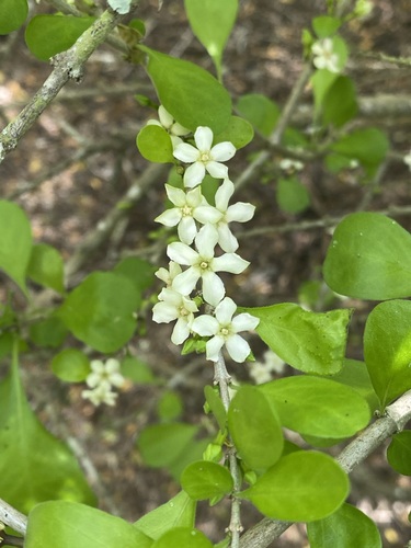 Randia obcordata