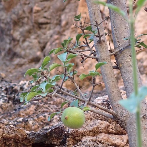 Randia sonorensis (Papache del zorro) — photo