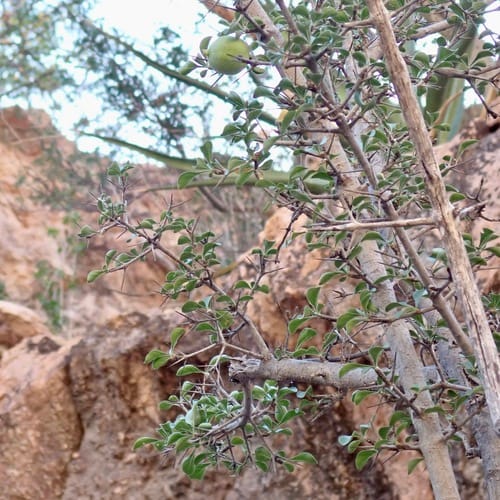Randia sonorensis (Papache del zorro) — photo