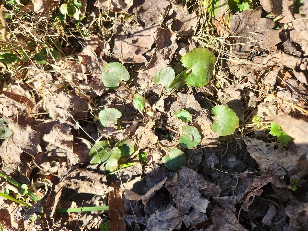 Ranunculus abortivus