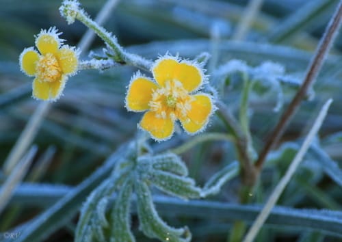 Ranunculus acris (Meadow buttercup) — photo