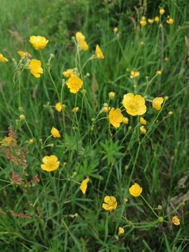 Ranunculus acris