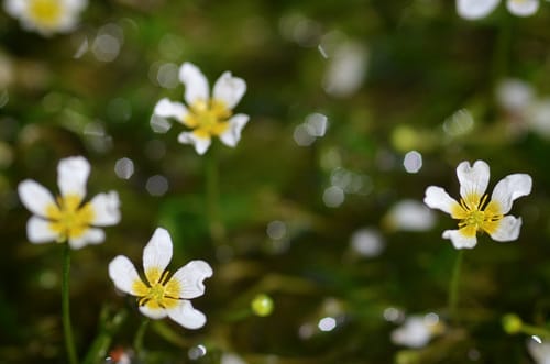 Ranunculus aquatilis (Water crowsfoot) — photo