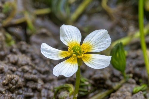 Ranunculus aquatilis