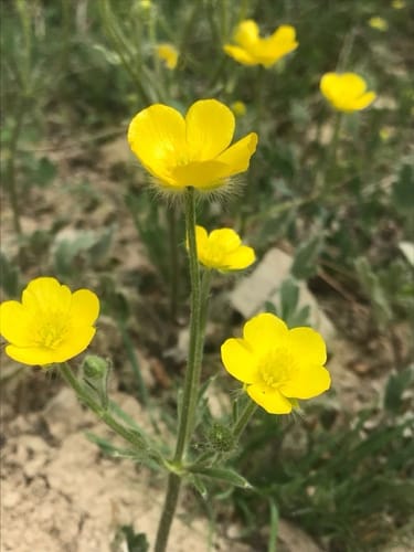 Ranunculus argyreus — photo