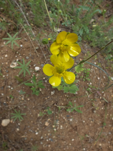 Ranunculus argyreus