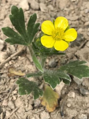 Ranunculus argyreus — photo