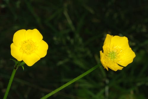 Ranunculus bulbosus (Bulbous Buttercup) — photo