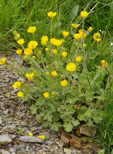 Ranunculus bulbosus