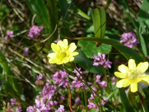 Ranunculus californicus (California buttercup) — photo