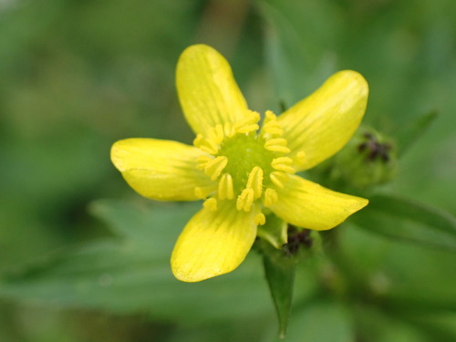 Ranunculus cantoniensis — photo