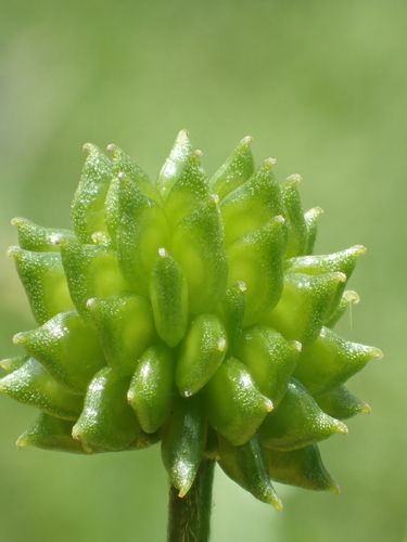 Ranunculus cantoniensis — photo