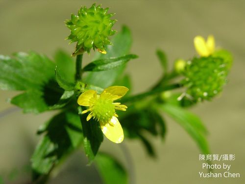 Ranunculus cantoniensis