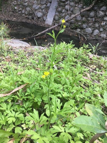 Ranunculus chinensis (Hui hui suan) — photo