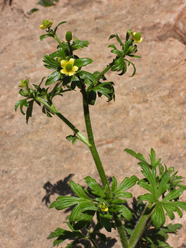 Ranunculus chinensis