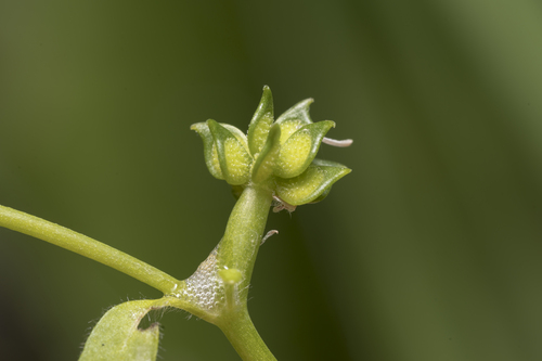 Ranunculus chius — photo