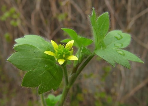 Ranunculus chius